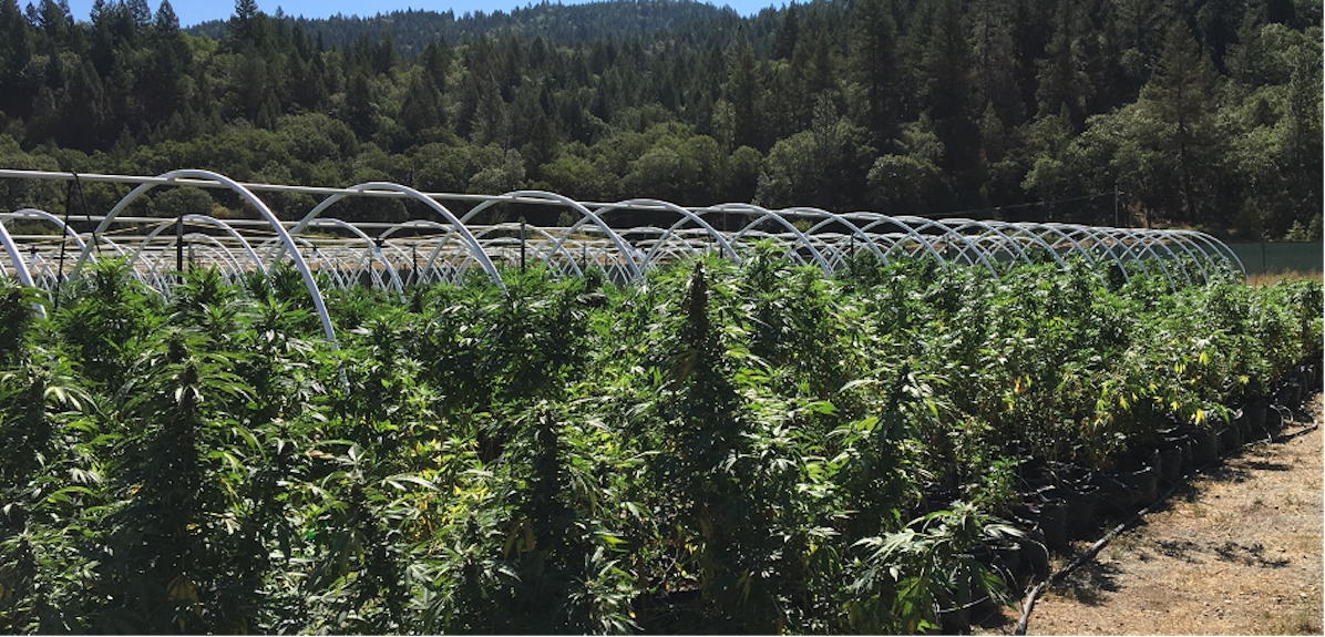 cannabis farm field