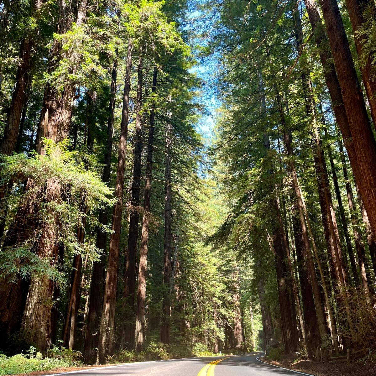 A paved road surrounded by a redwood forest