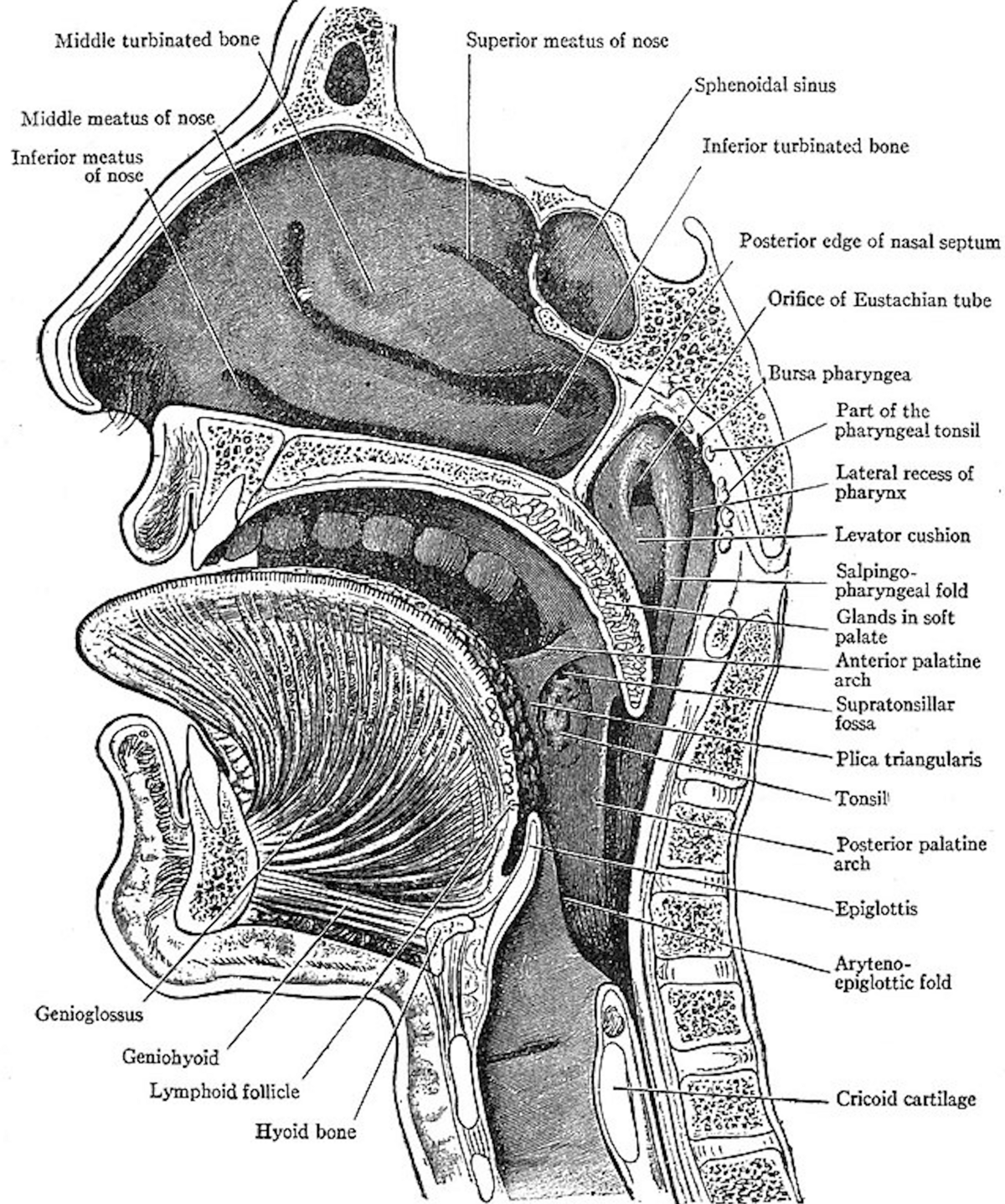 A diagram of the human mouth and nose.